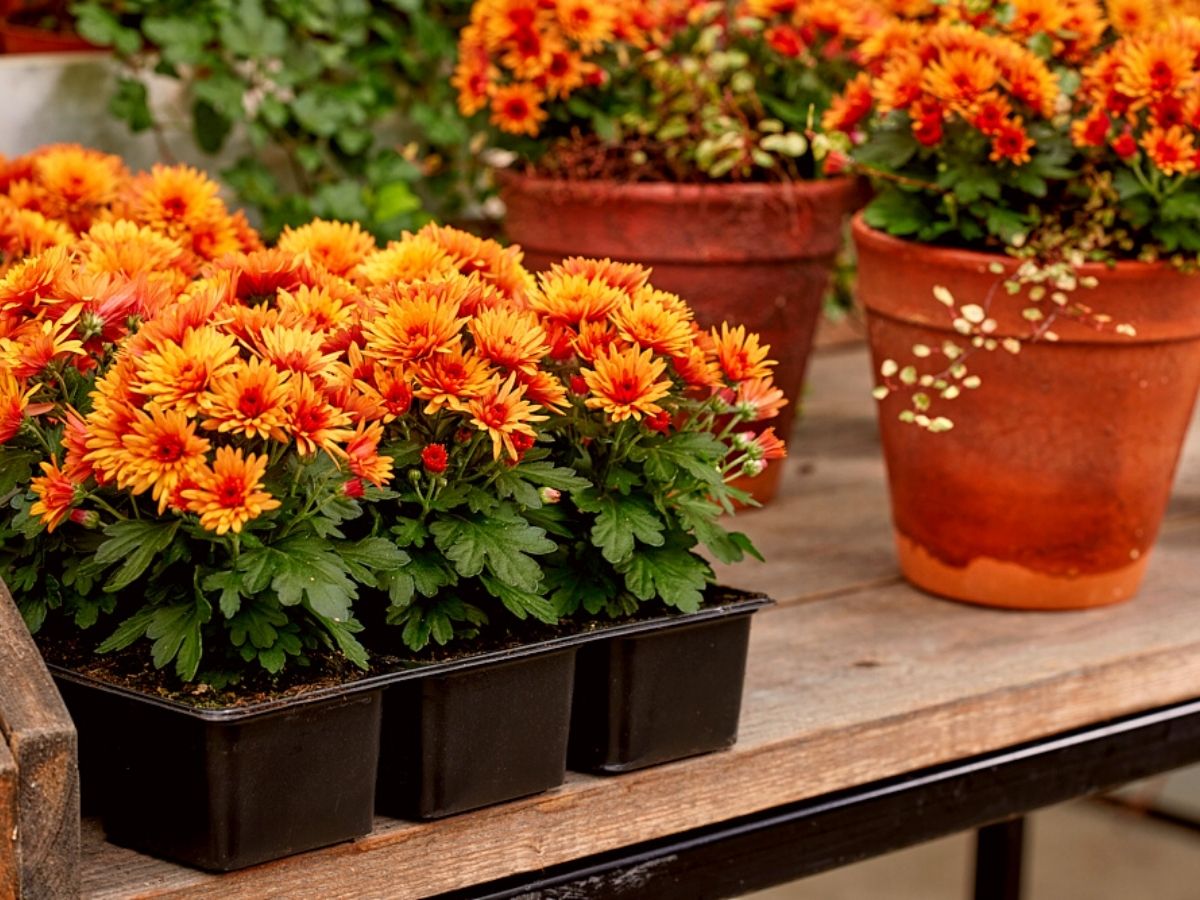 Royal Van Zanten Garden Mums PaX orange on Thursd