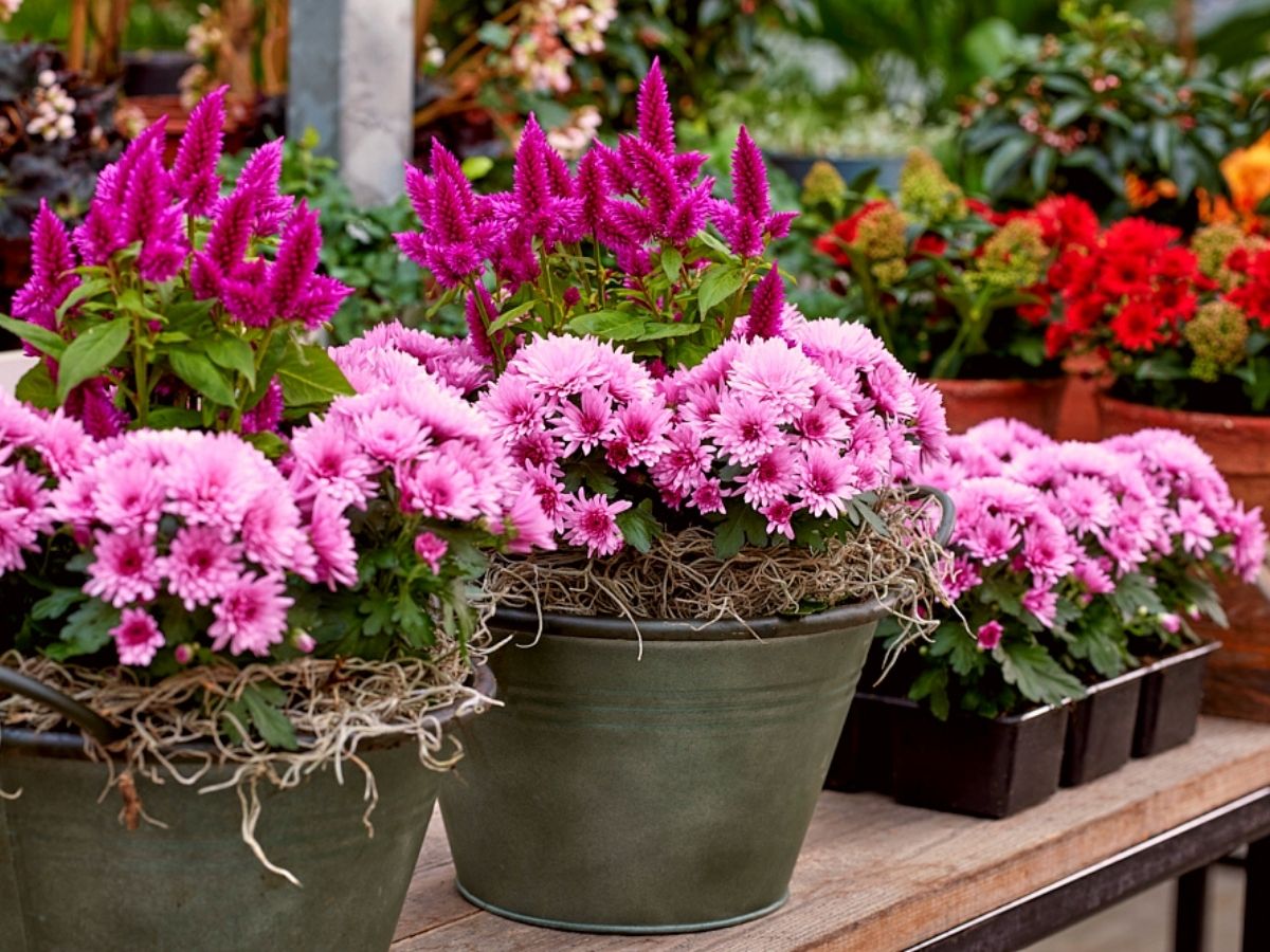 Royal Van Zanten Garden Mums PaX pink in garden space on Thursd
