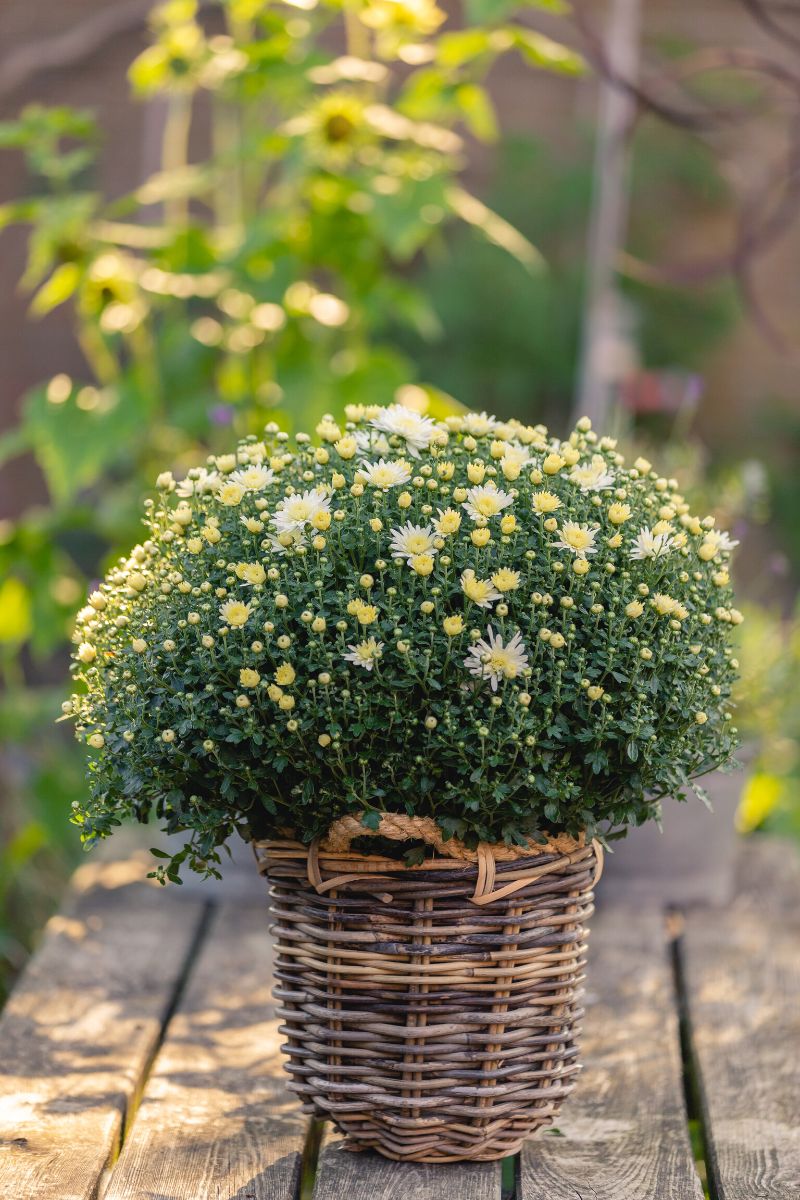 Royal Van Zanten garden mums tribeca yellow and tribeca white on Thursd