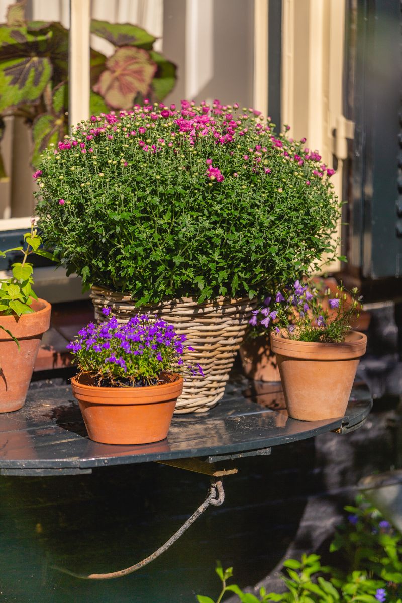 Tribeca garden mums in pink on Thursd