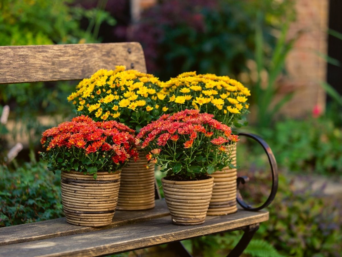 Royal Van Zanten Garden Mums Milkshake series on Thursd