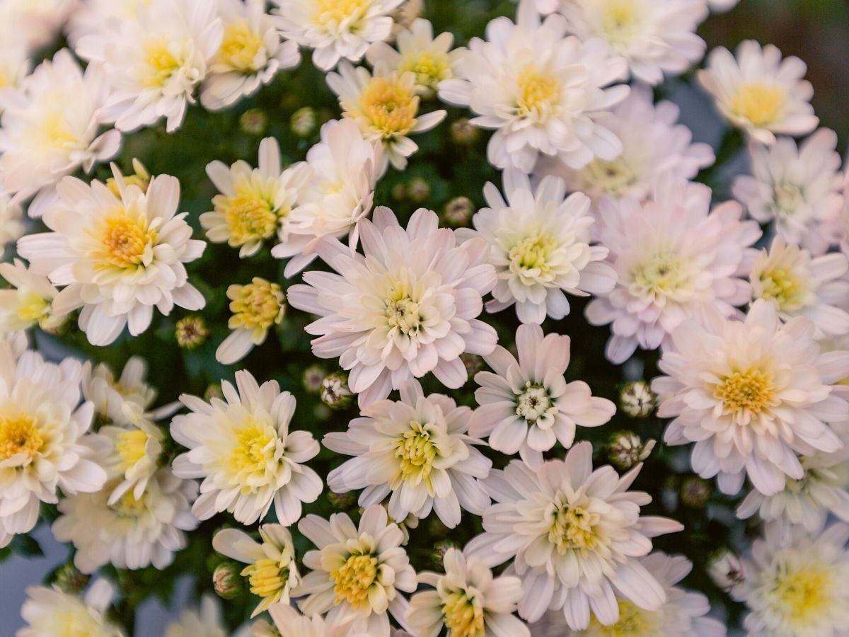 Garden Mums Milkshake Coconut on Thursd