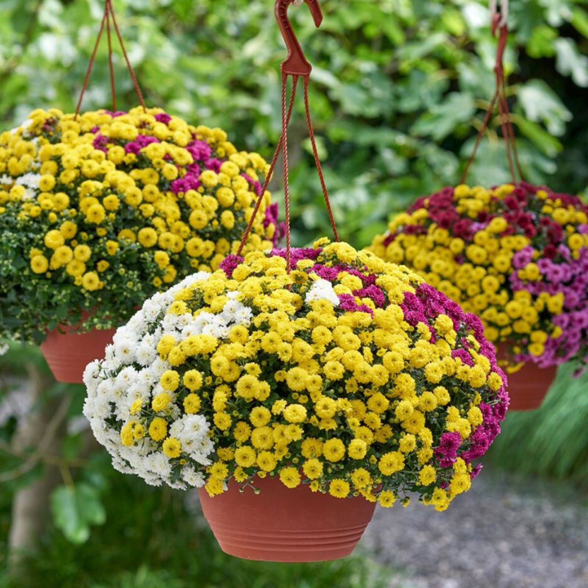 royal-van-zantens-range-of-colorful-garden-mums-featured