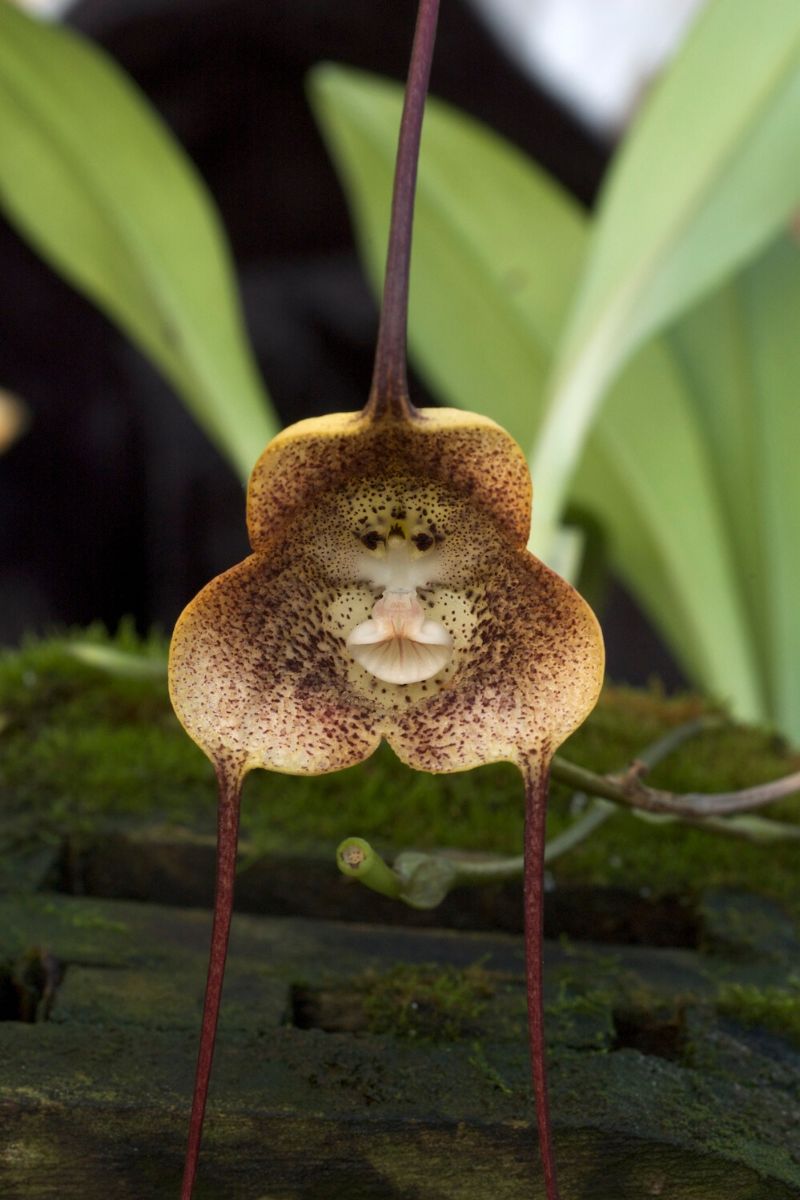 There's a species of orchid that looks like a monkey's face called 'Dracula  Simia'. It is