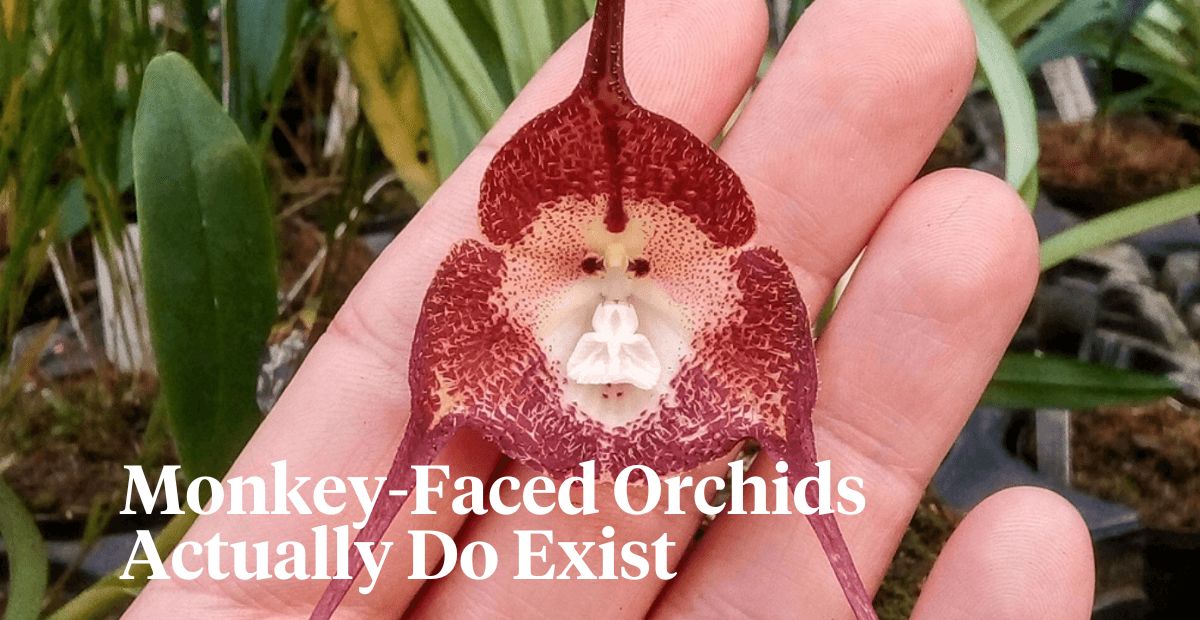 Monkey-faced orchids header on Thursd 