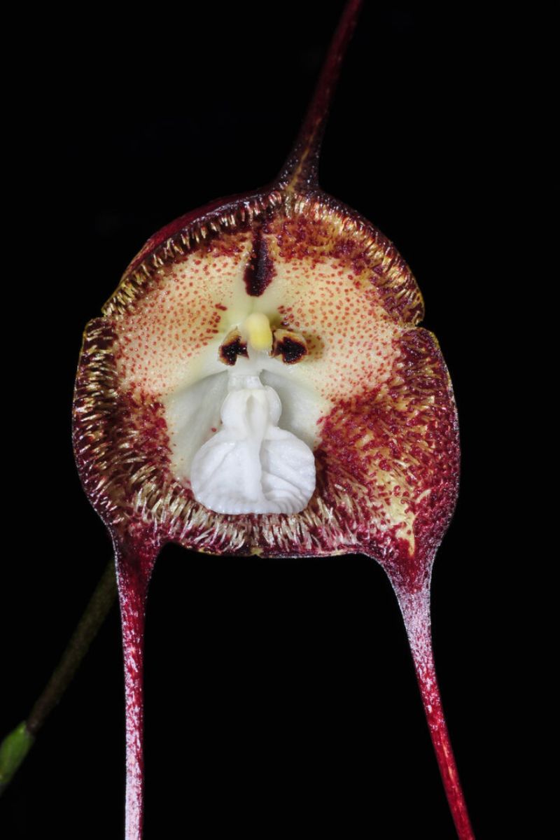 Close up of Dracula simia monkey face orchid on Thursd