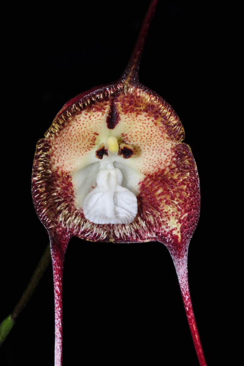 Garden Monkey Face Orchid