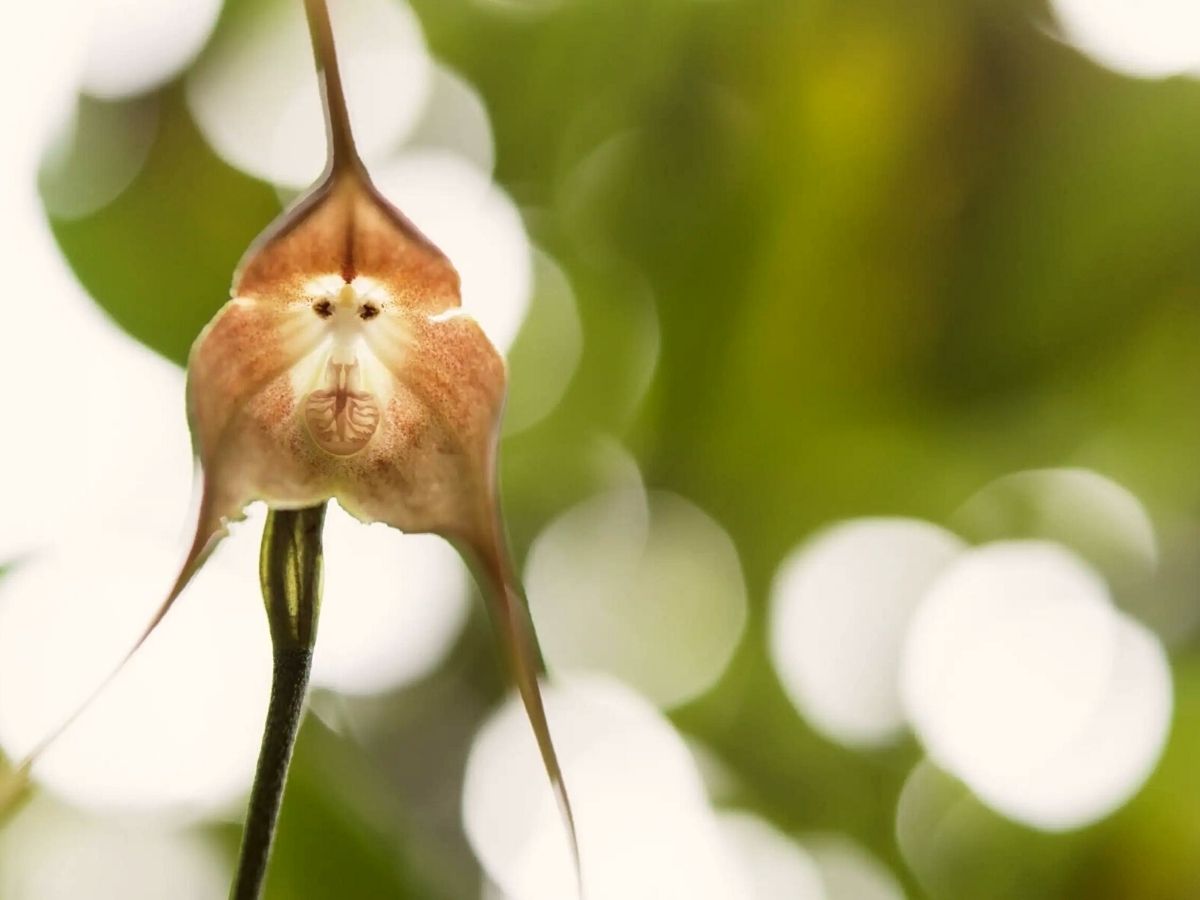 Incredible monkey faced orchids found in highland forests of Ecuador and Peru on Thursd