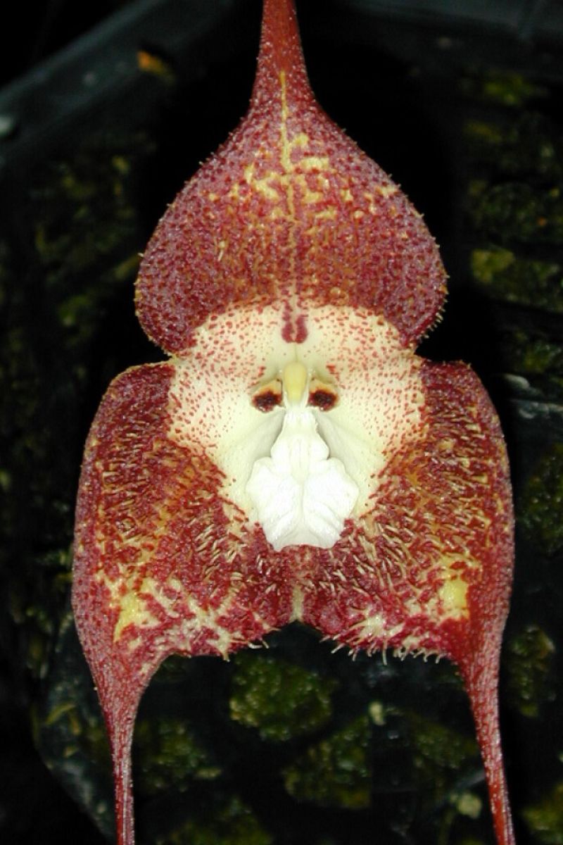 Monkey faced orchids have a pleasant ripe orange smell on Thursd