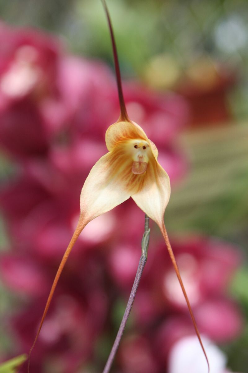 Live Monkey face in the center of this rare orchid on Thursd