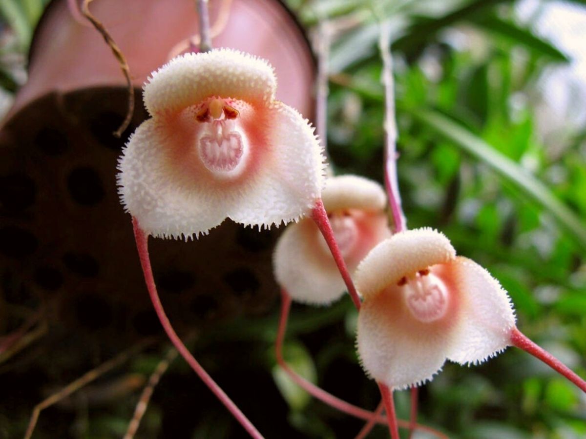 Adorable monkey faced orchids have become very popular nowadays on Thursd