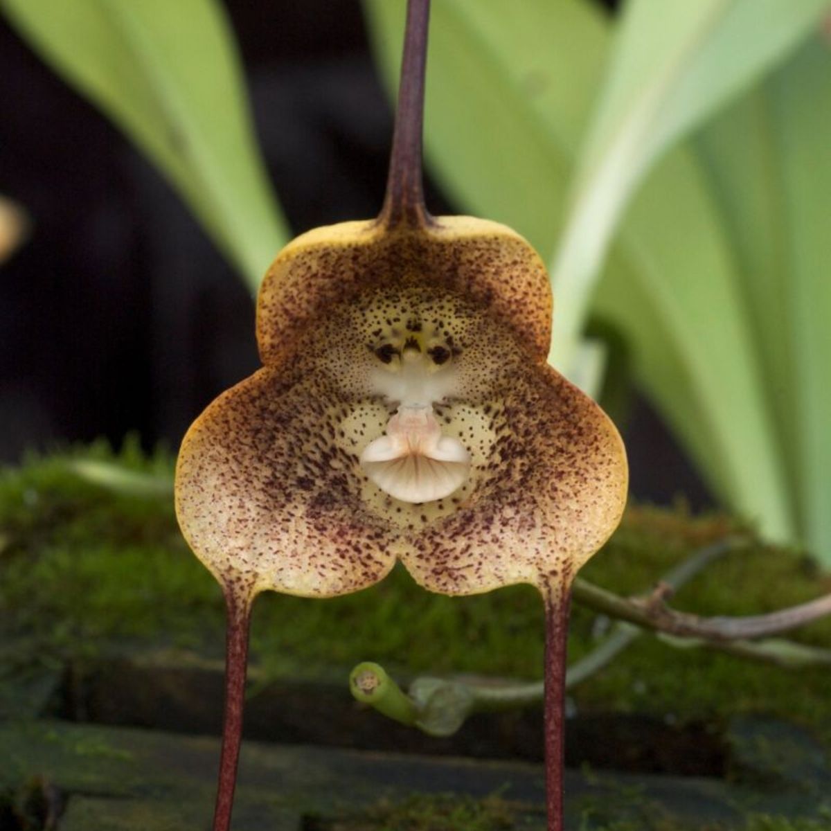 monkey-faced-orchids-are-among-the-most-popular-and-rarest-of-them-all-featured