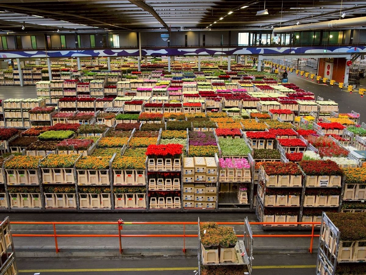 Flower packaging and shippers in the flower industry on Thurs