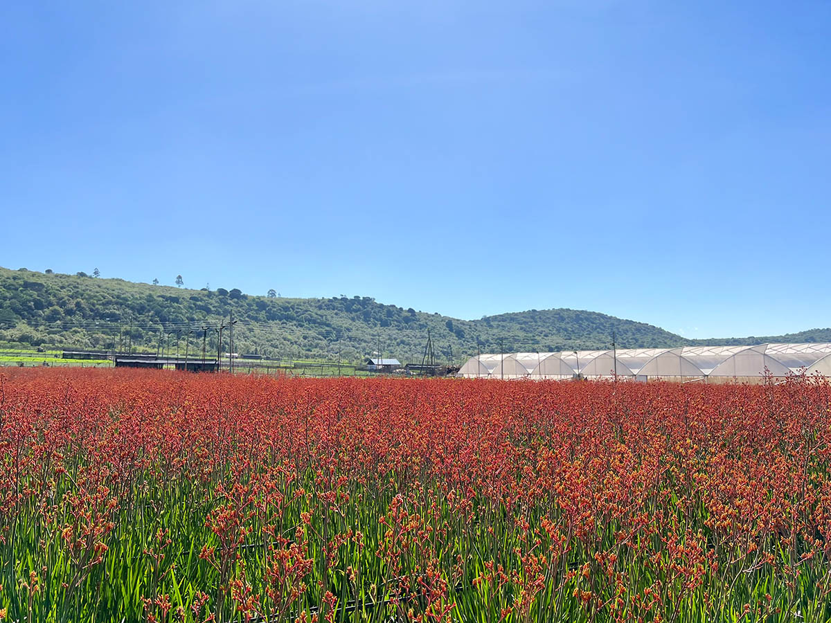 Africalla Anigozanthos Outdoors on Thursd