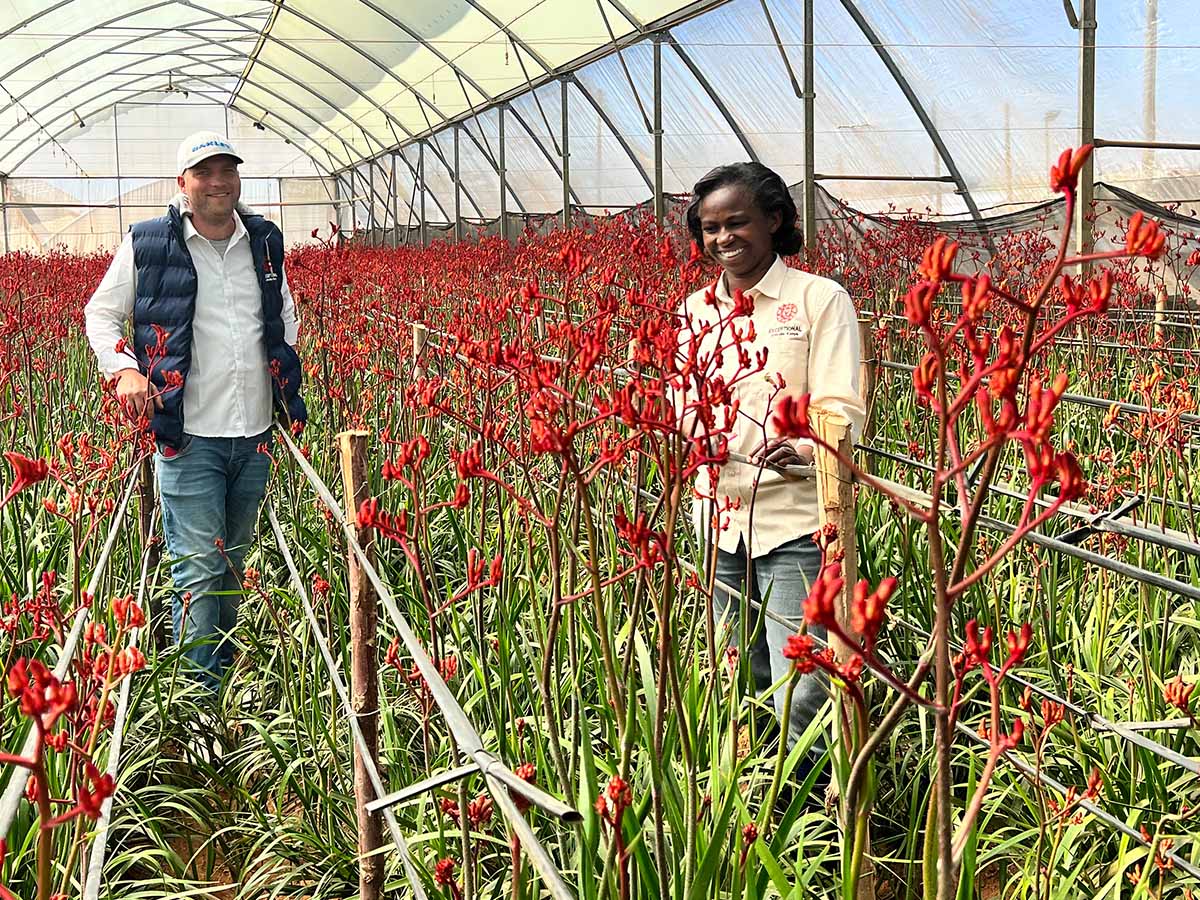 Africalla Anigozanthos Greenhouse on Thursd