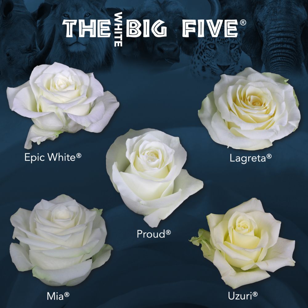 Different Types Of White Roses