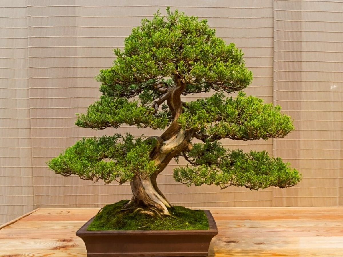 Juniper Bonsai is one of the 10 best bonsai for your home on Thursd