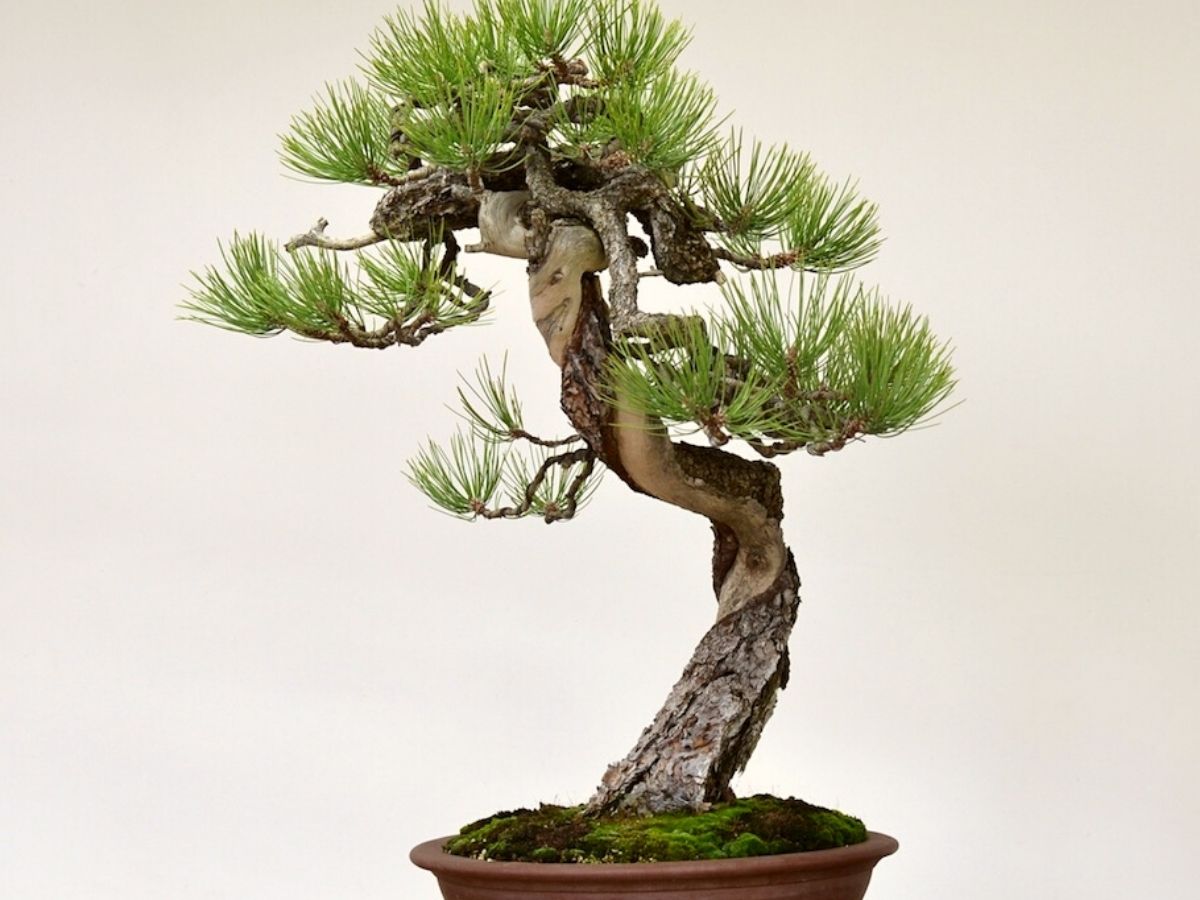 Pine bonsai is listed as one of the 10 best for your home on Thursd