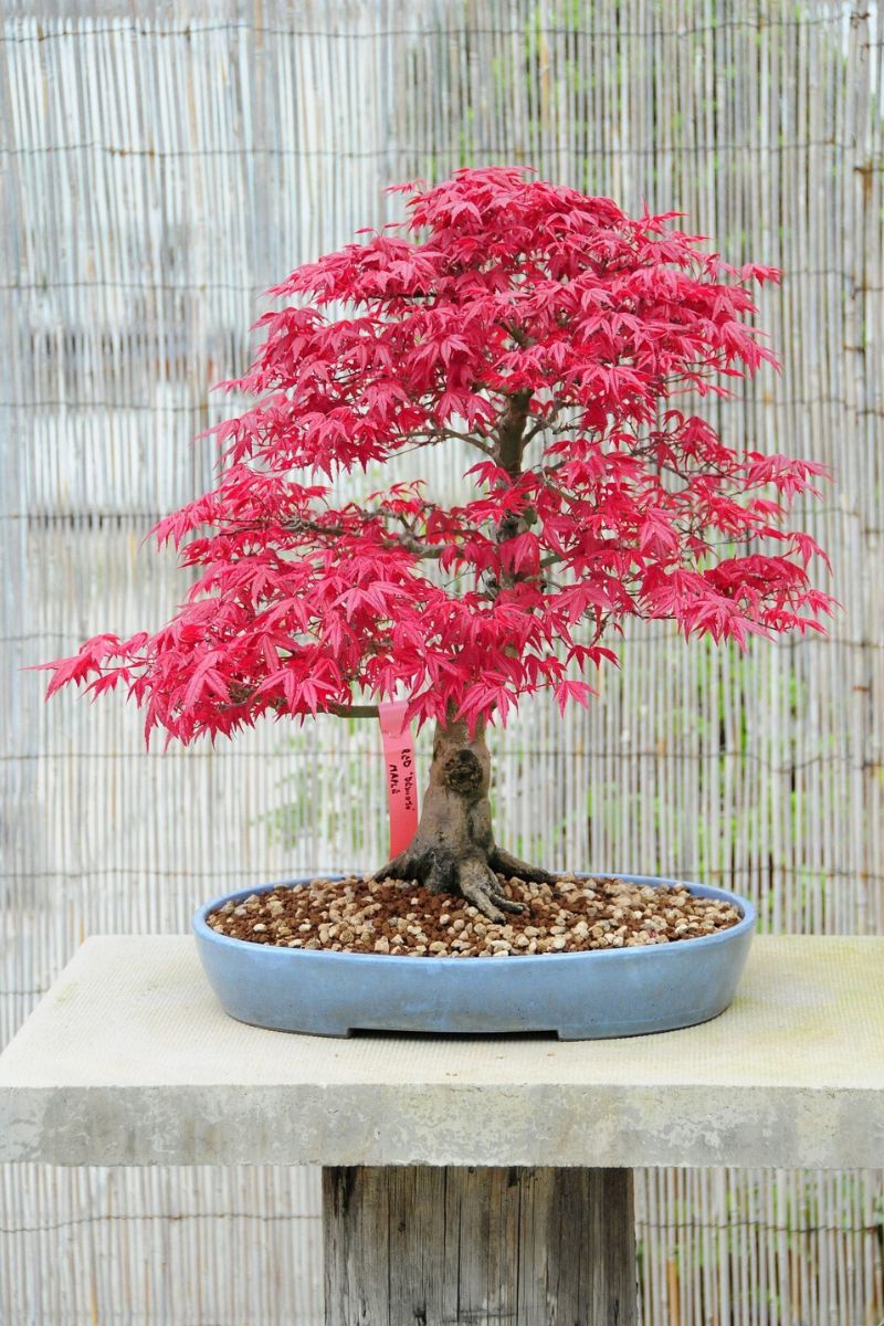 Japanese Maple bonsai for your home on Thursd