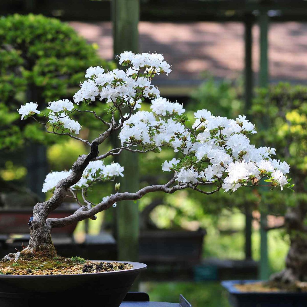 A great bonsai option for your home is the Thursday Japanese Cherry Blossom.