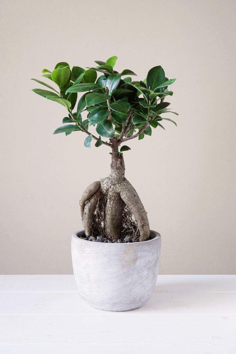 Bonsai Ginseng Ficus is an optimal indoor bonsai option for Thursday beginners