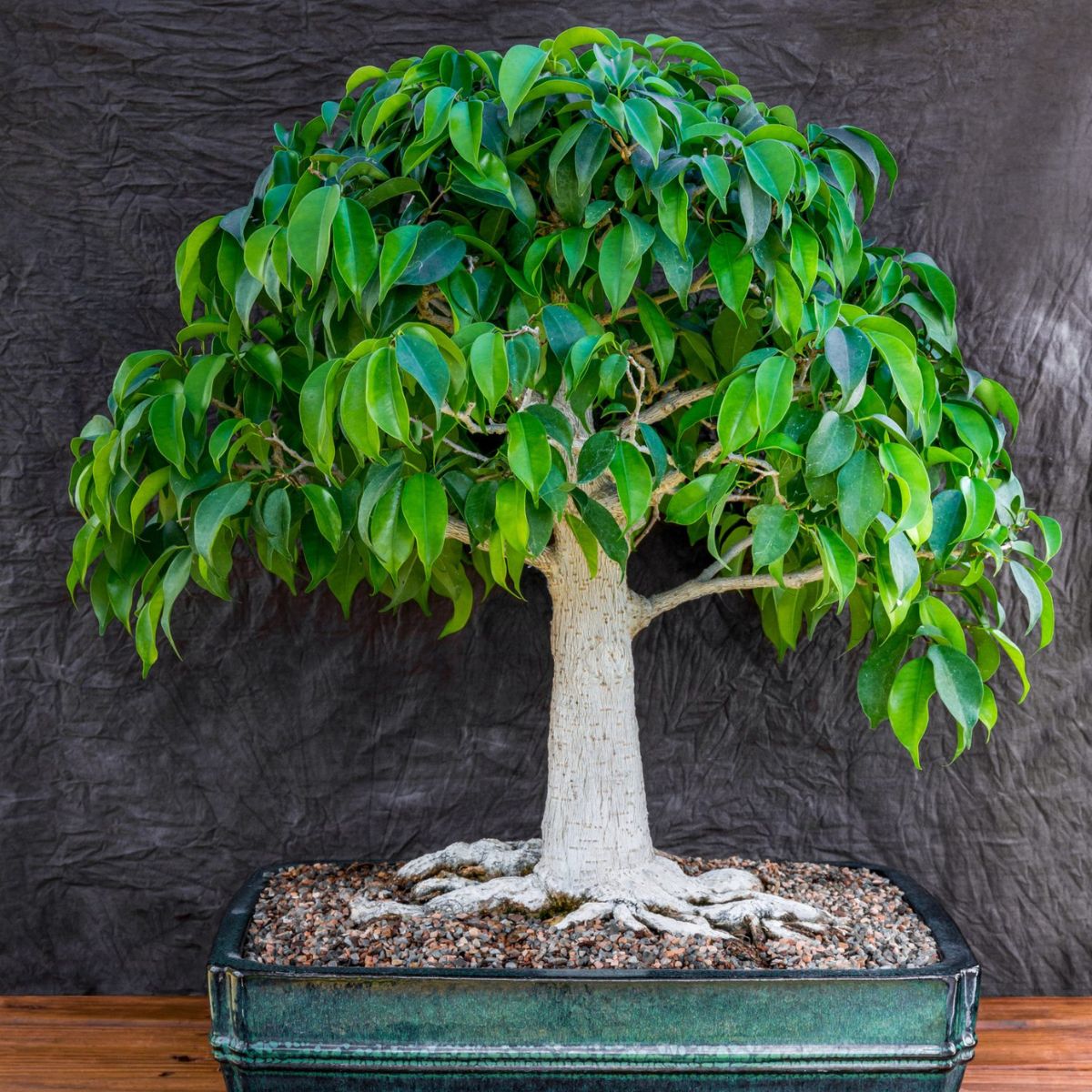 Weeping Fig bonsai for indoor spaces at home on Thursd
