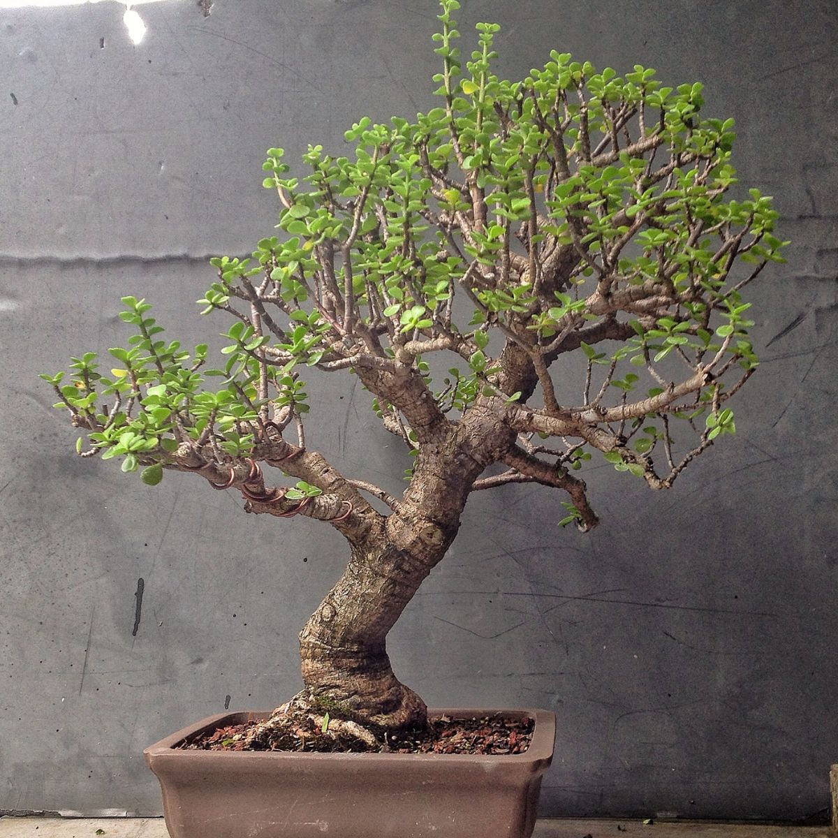 Dwarf Jade bonsai tree on Thursd