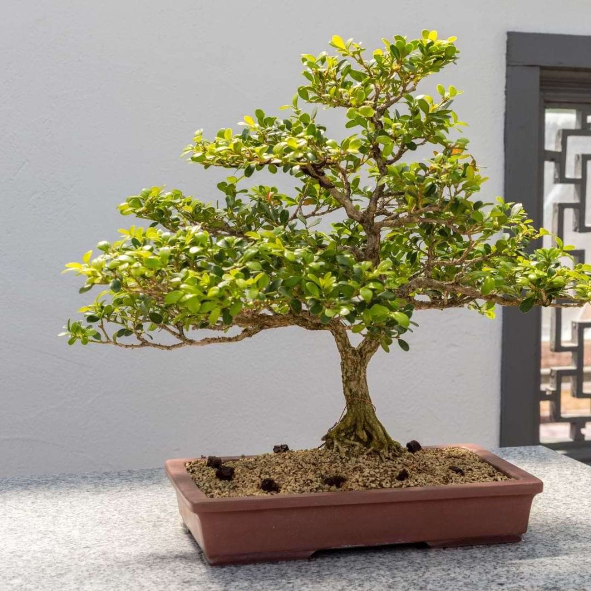 Kingsville Dwarf bonsai for home spaces on Thursd