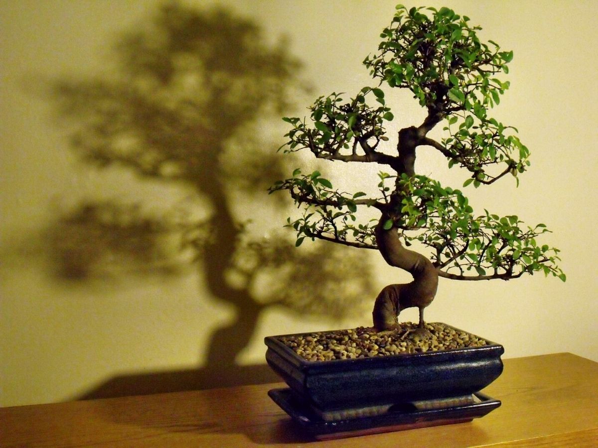 Bonsai tree known as Chinese elm on Thursday