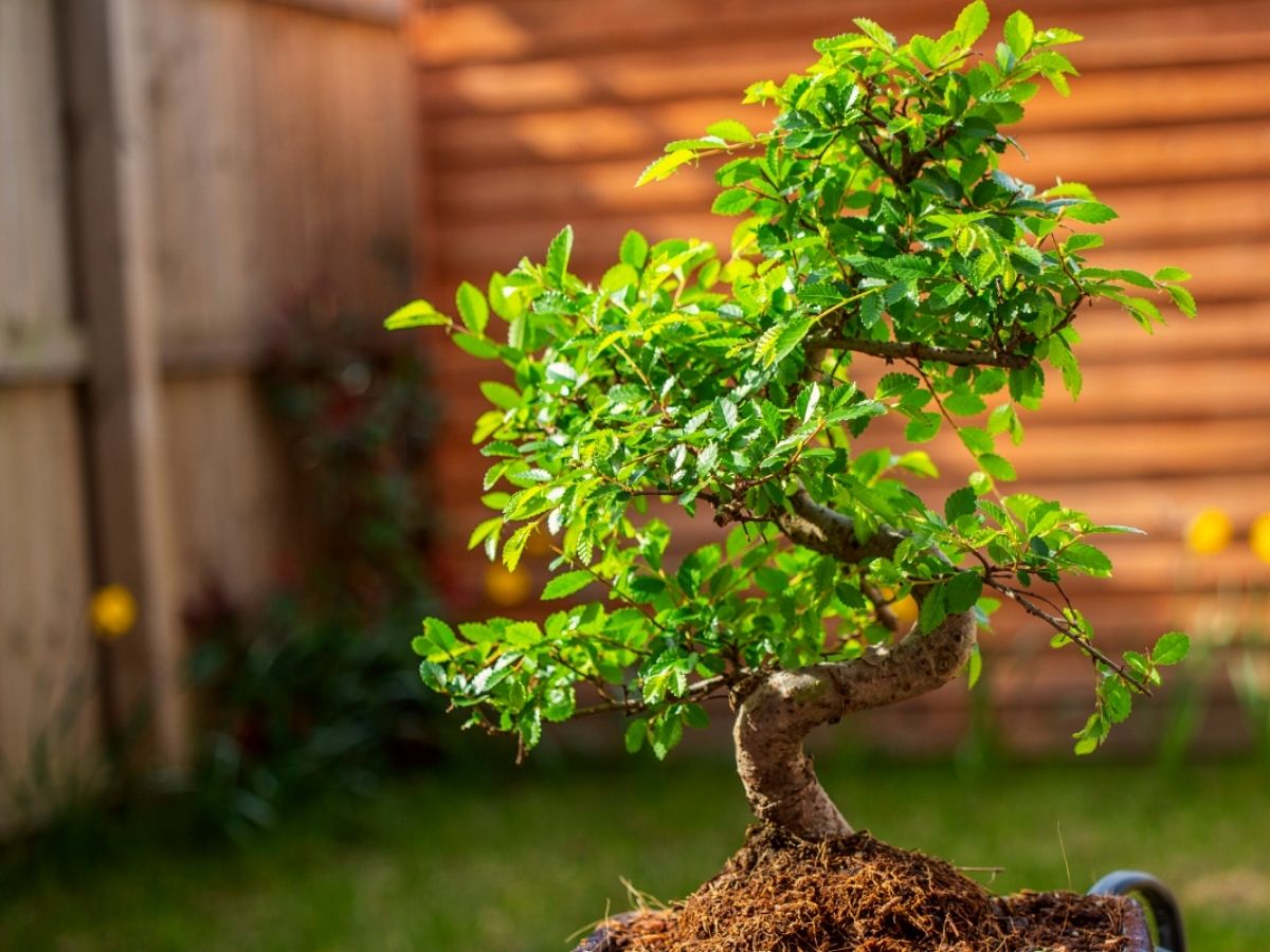 Tree House Bonsai: Bonsai Garden in Japan