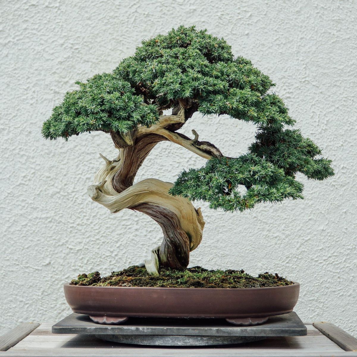 Bonsai are one of the most popular indoor plants to have a miniature tree at home on Thursdays