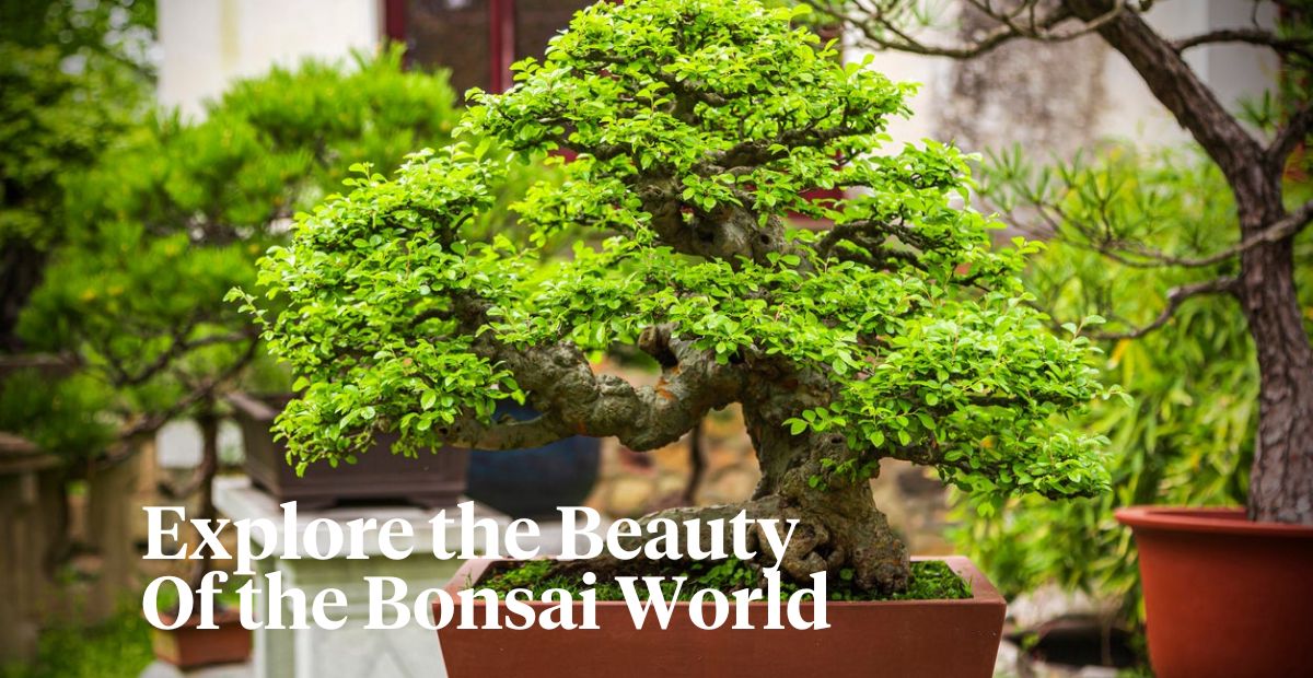 Dive into a world full of bonsai header on Thursd 