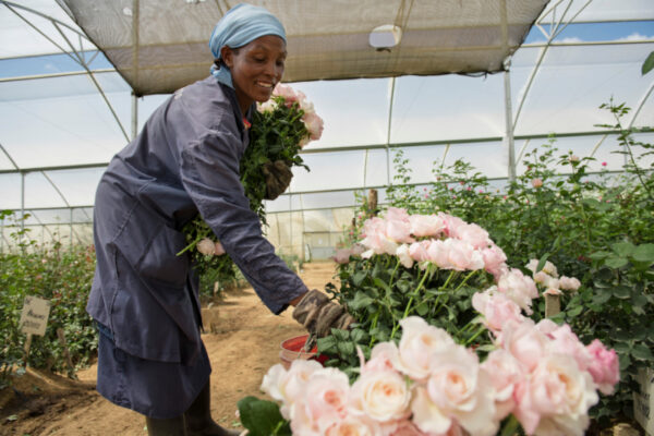 Tambuzi Rose Farm is so Much More Than Just a Business Scented Roses