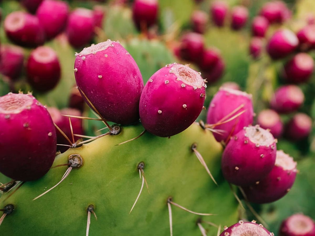 One of the most poisonous cacti for children and pets is the prickly pear cactus on Thursd