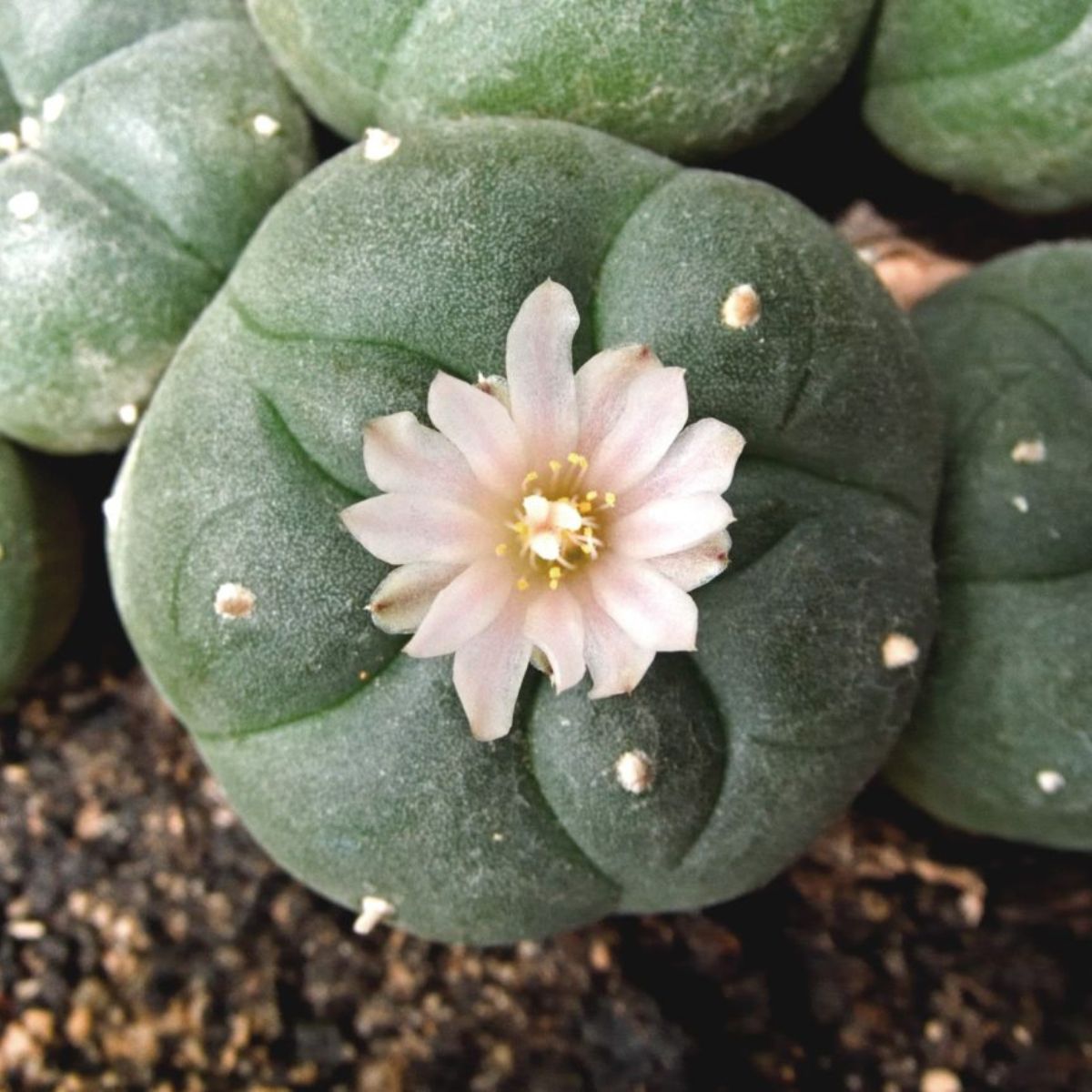 Among five poisonous cacti for children and pets is the Peyote cacti on Thursd