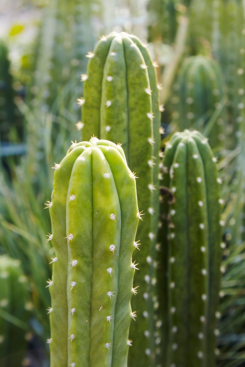 what cactus are poisonous to dogs