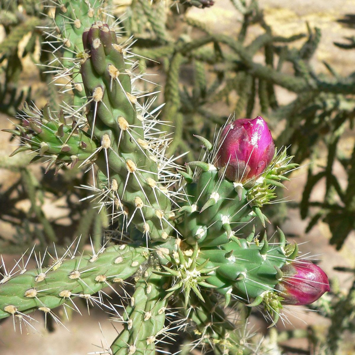 Poisonous Cholla cacti on Thursd