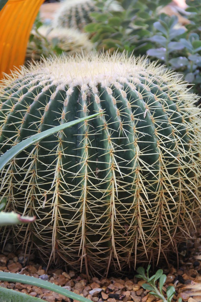 One of five poisonous cacti is known as the barrel cactus on Thursd