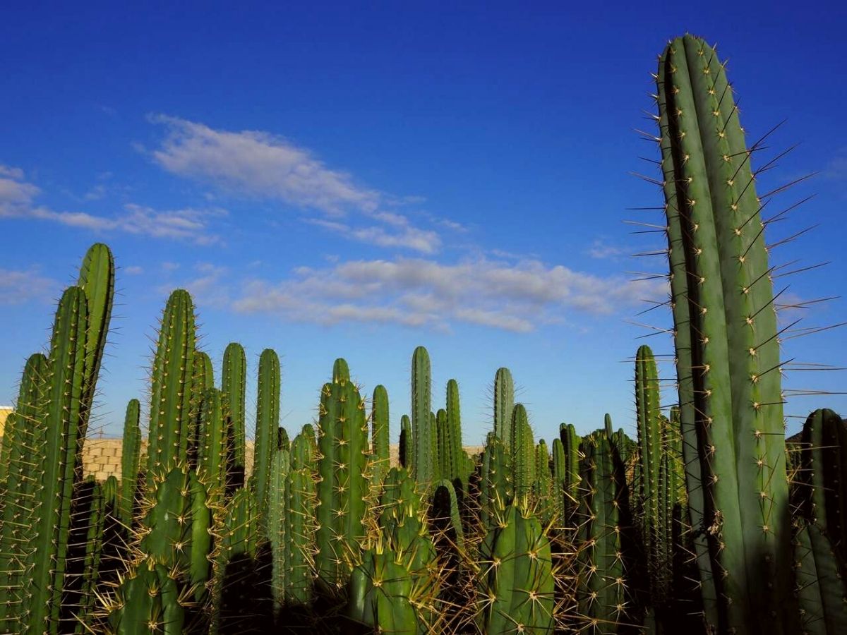 what cactus are poisonous to dogs