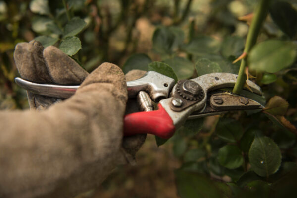 Tambuzi Rose Farm is so Much More Than Just a Business Garden Roses