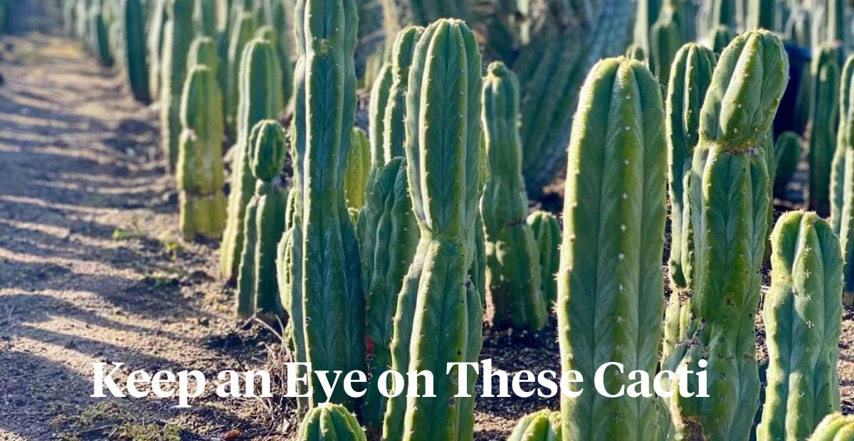 Poisonous Cacti