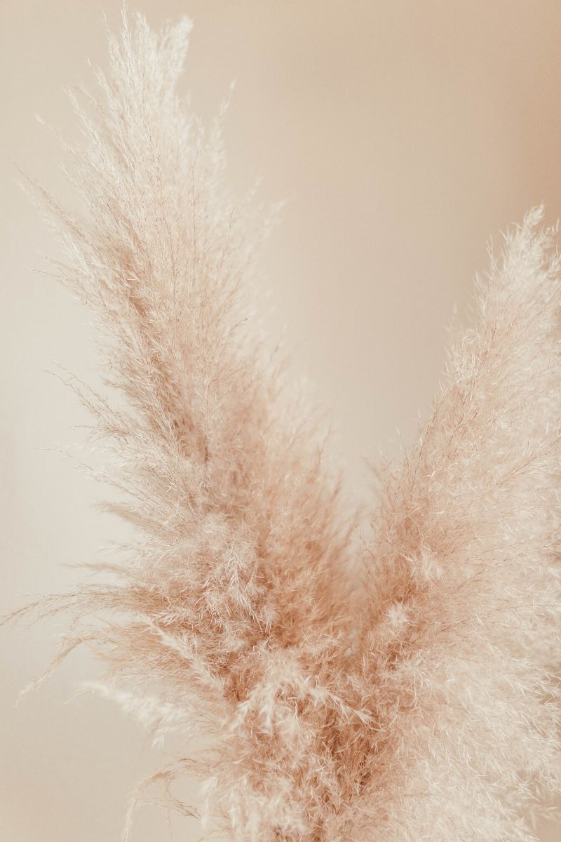 Neutral pampas grass used for interior decoration on Thursd