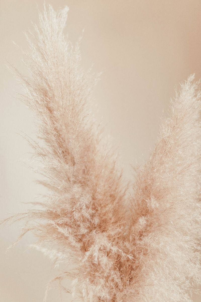 7 Ways Pampas Grass Will Create a Jaw-Dropping Home Decoration - Article