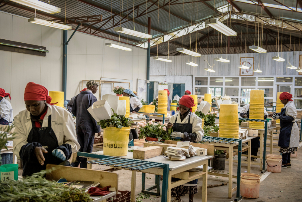 Tambuzi Rose Farm is so Much More Than Just a Business Packhouse