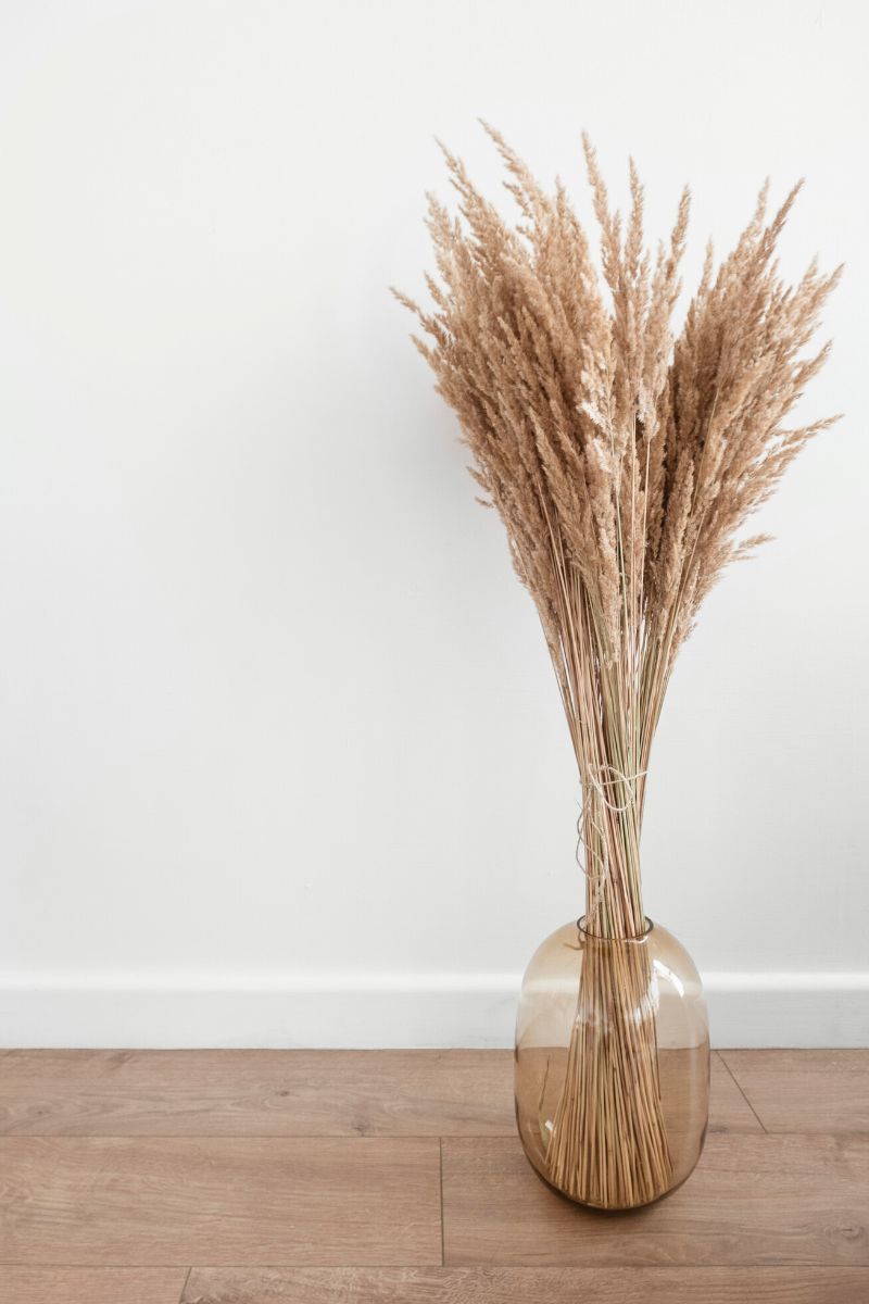 Pampas Grass in vase on Thursd