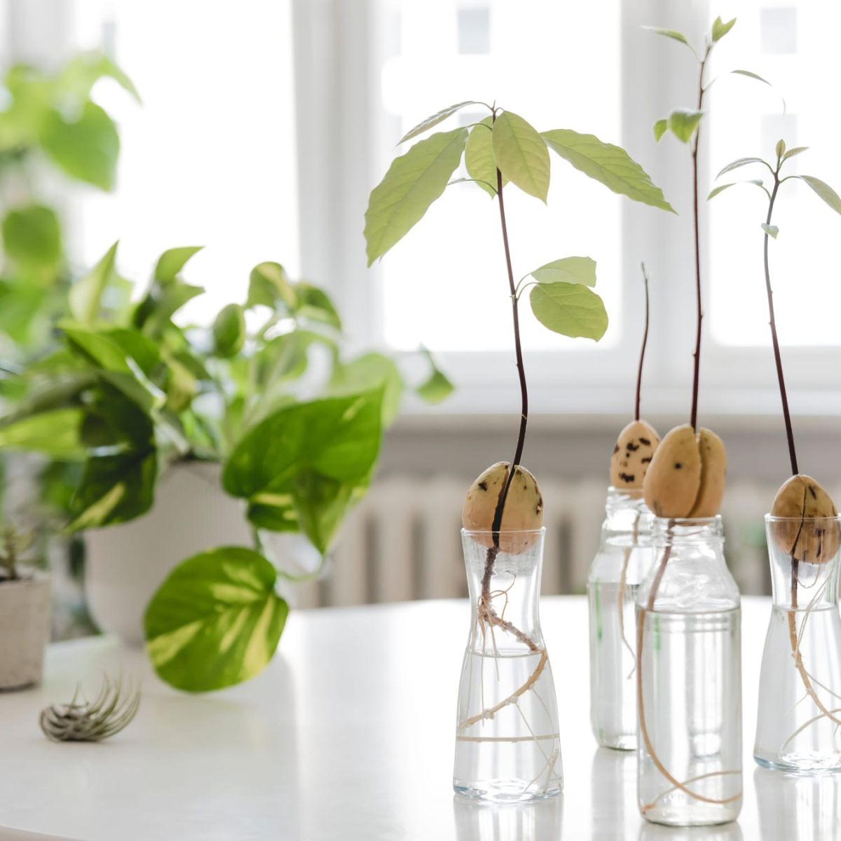 The best tips to growing an avocado plant indoors on Thursd