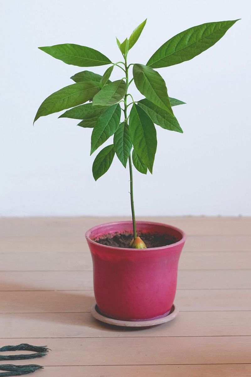 Growing an avocado plant indoors requires the appropriate care on Thursd