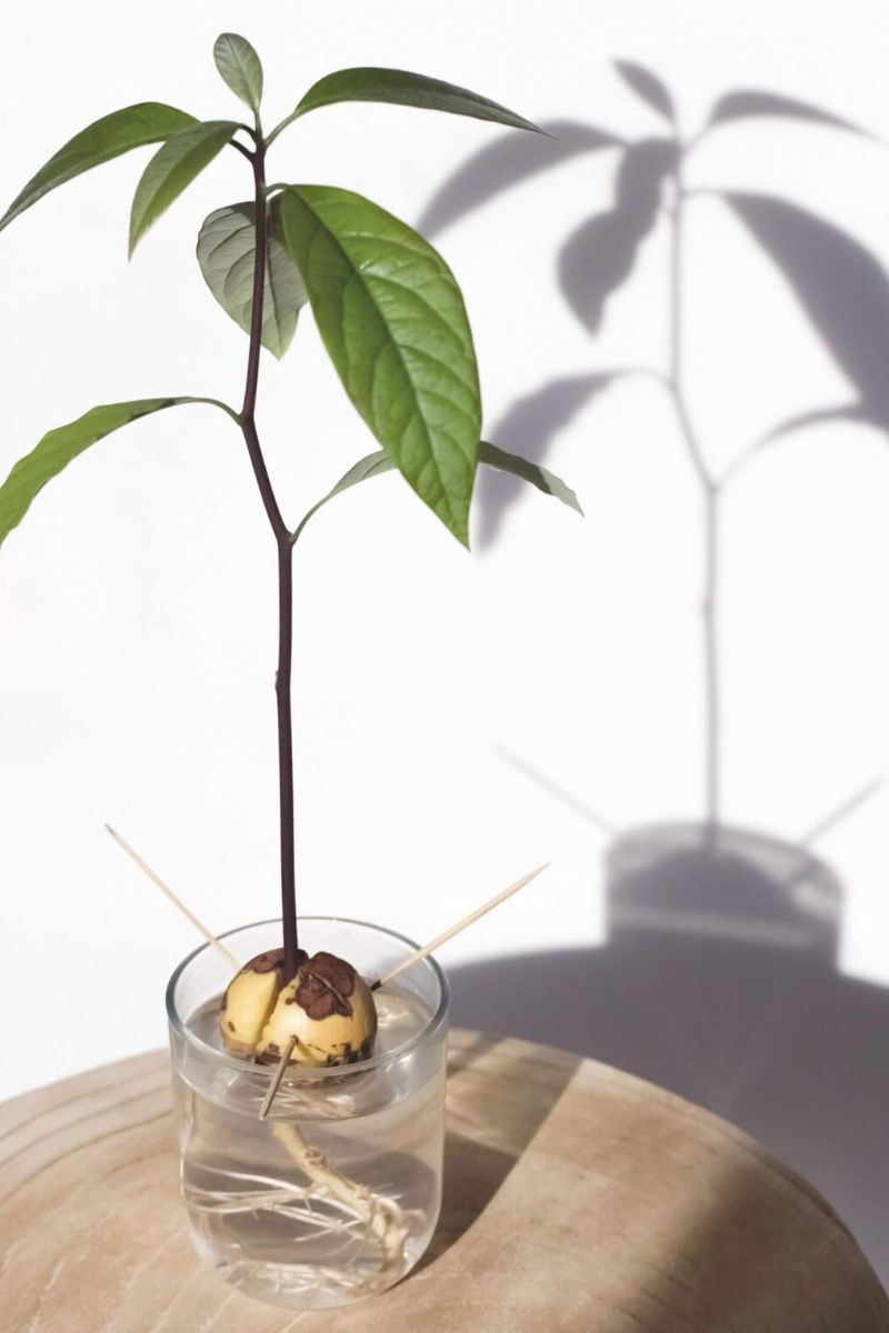 Giving the avo plant good lighting is key to growing an avocado plant indoors on Thursd