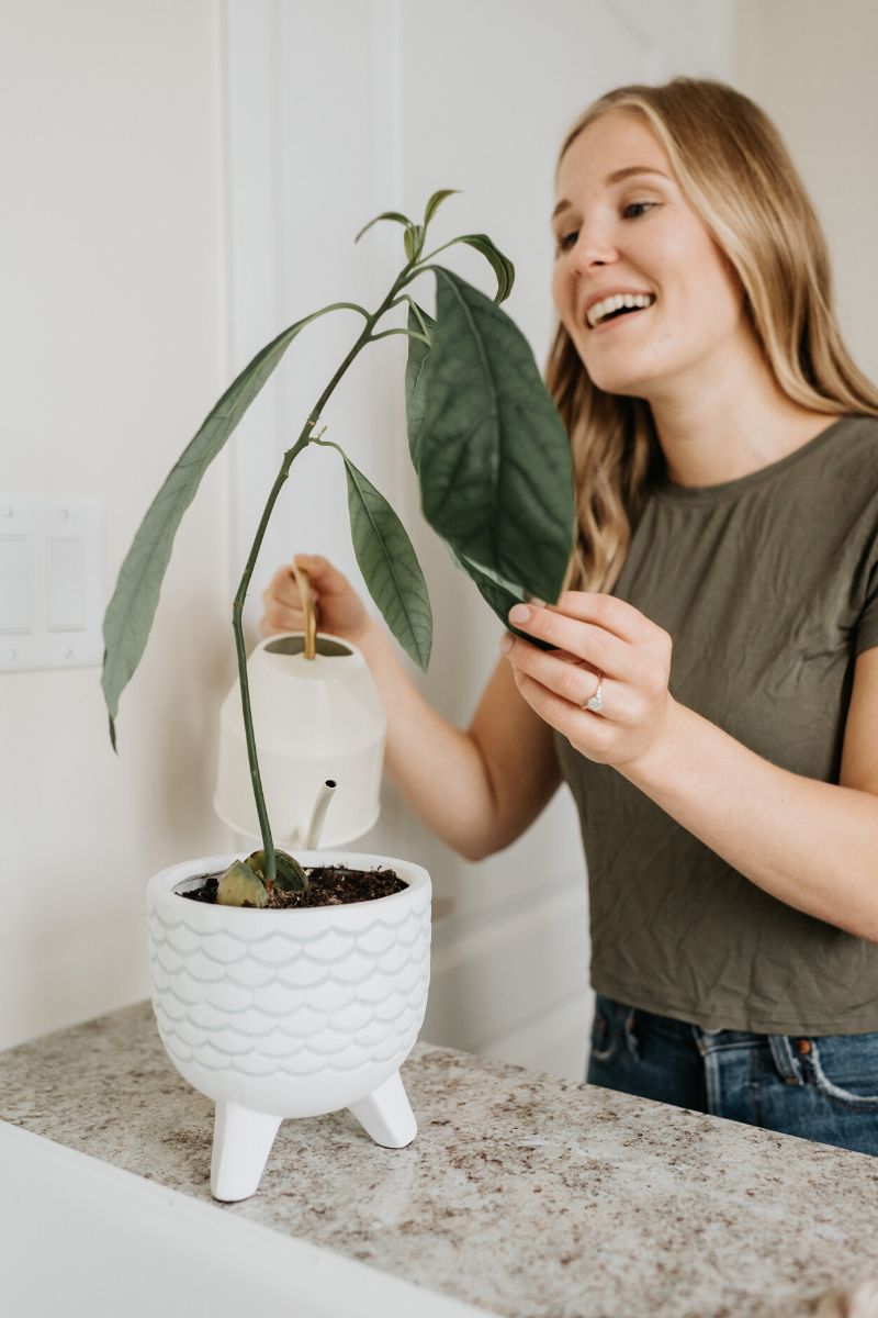 Growing an avocado plant indoors requires good watering care on Thursd