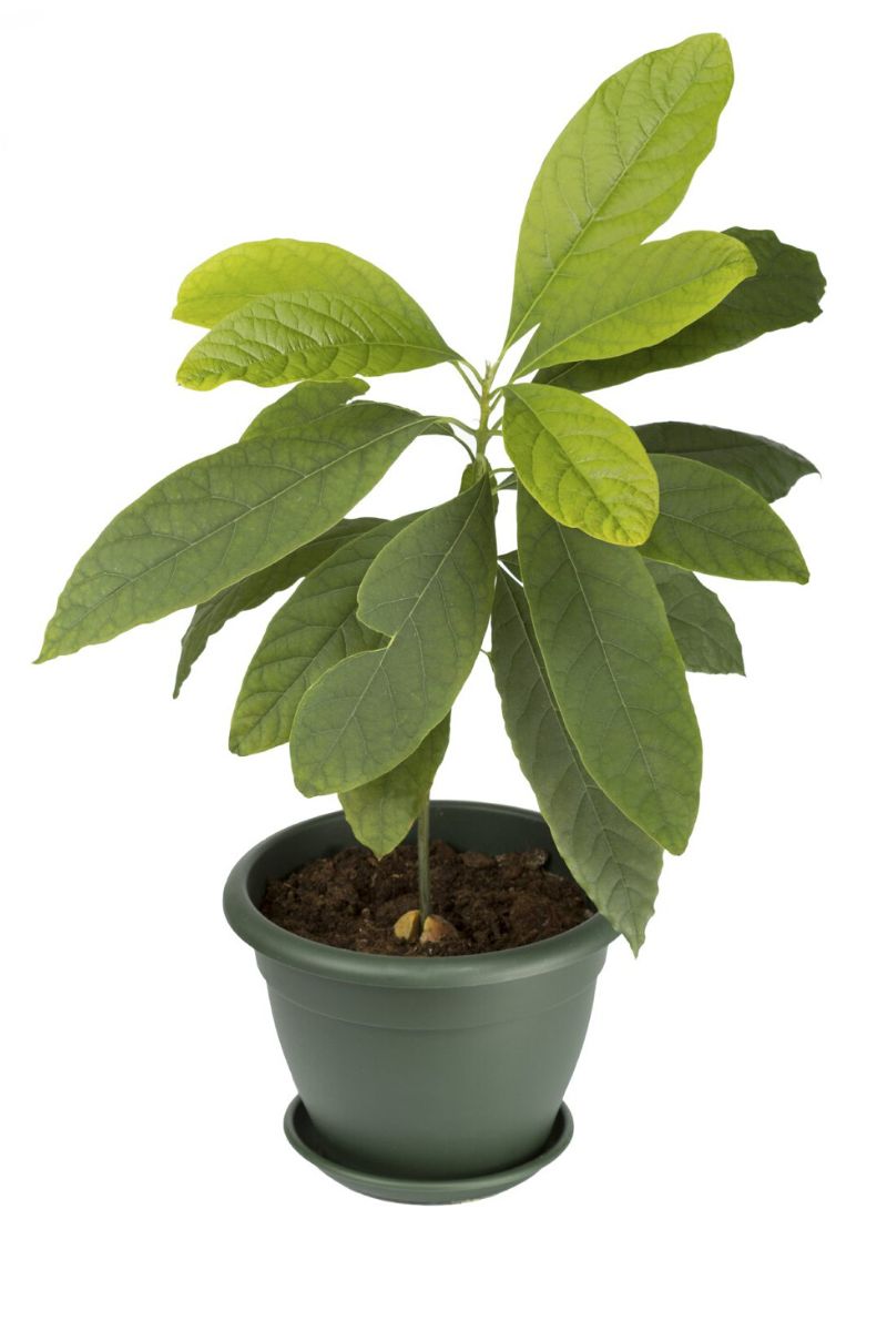 To grow an avocado plant indoors correctly you must use appropriate fertilizer on Thursd